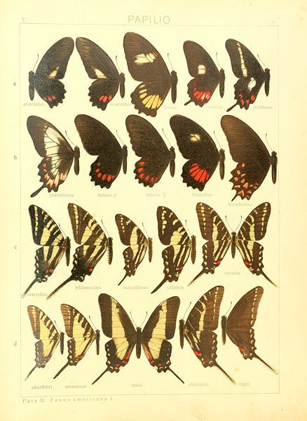 File:Macrolepidoptera15seit 0037.jpg