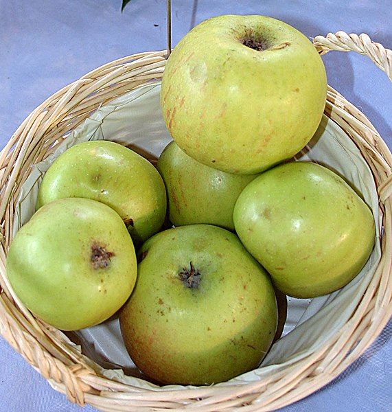 File:Malus-Natarisapfel.jpg