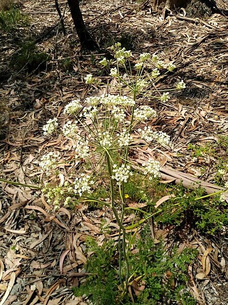 File:Margotia gummifera reduced.jpg