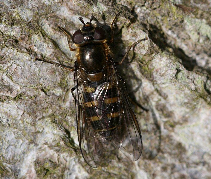 File:Melangyna lasiophthalma (female).jpg