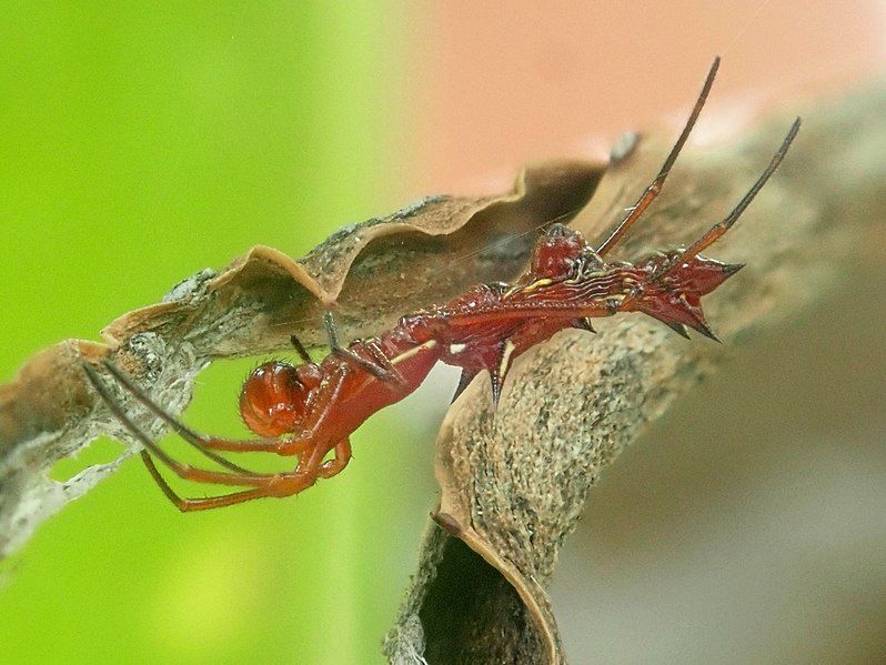 File:Micrathena swainsoni 90634265.jpg