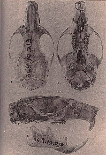 File:Mindomys skull Ray.jpg