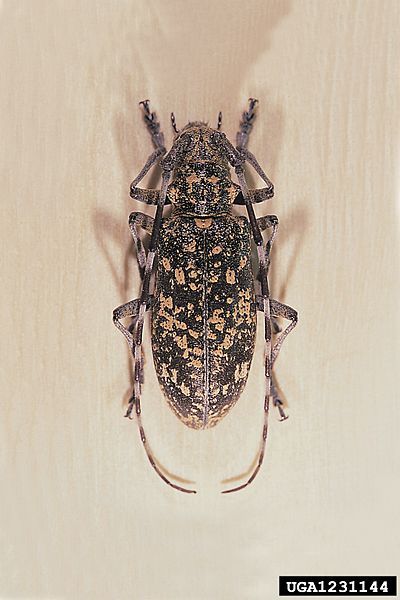 File:Monochamus saltuarius.jpg