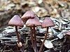 Mycena purpureofusca