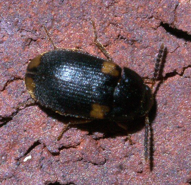 File:Mycetophagus serrulatus P1200721a.jpg