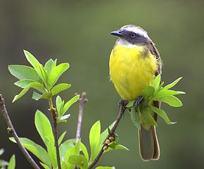 M. s. pallidiventris Brazil