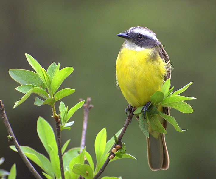 File:Myiozetetes-similis-002.jpg