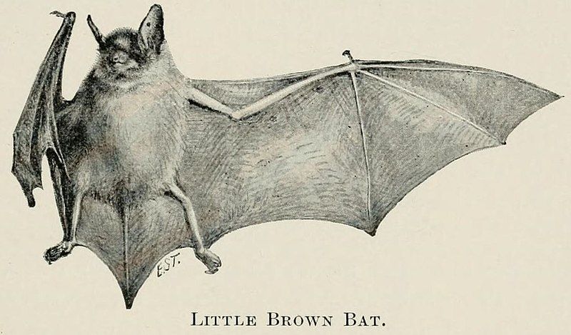 File:Myotis lucifugus illustration.jpg