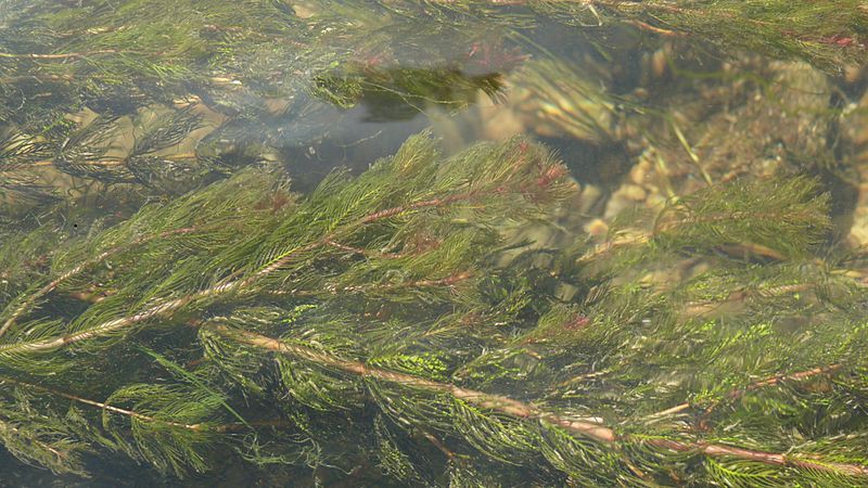 File:Myriophyllum spicatum 190812.JPG