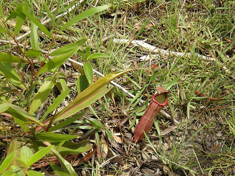 File:Nepenthes P6230330.JPG