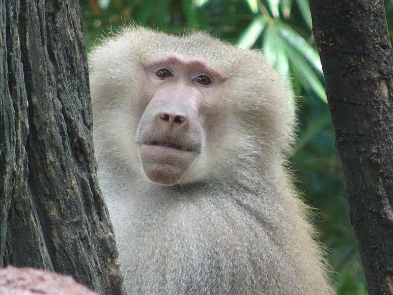 File:OLIVE BABOON.jpg