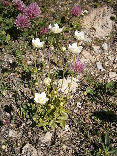 File:Parnassia palustris03.jpg