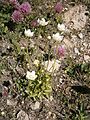 Parnassia palustris