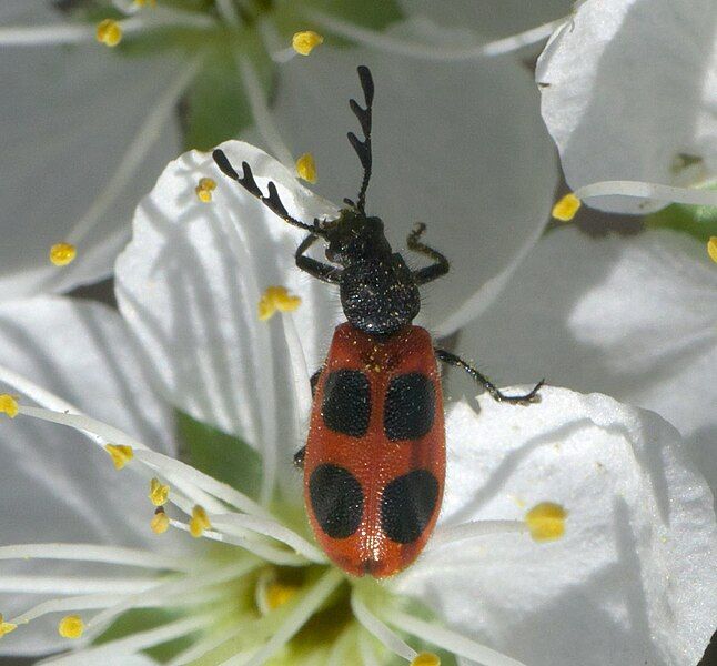 File:Pelonides quadripunctata P1580281a.jpg