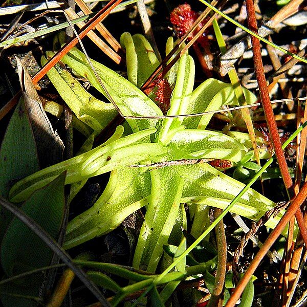 File:Pinguicula caerulea (5296581164).jpg