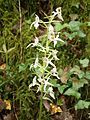 Platanthera bifolia