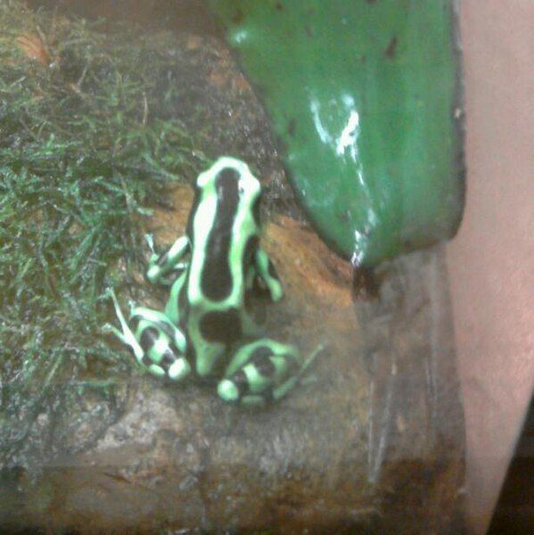 File:Poisonous Frog.jpg