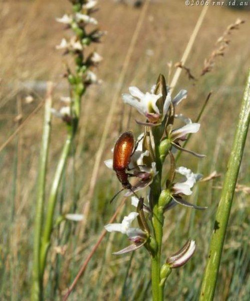 File:Prasophyllum suttonii.jpg