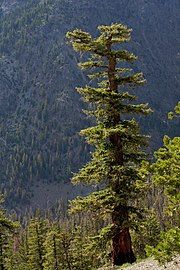 Mature individual in the Wenatchee Mountains