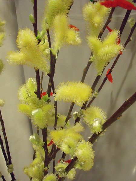 File:PussyWillow.JPG