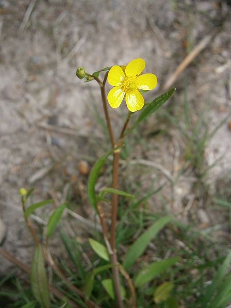 File:Ranunculus flammula 002.JPG