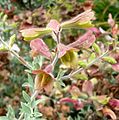 Salvia lanceolata