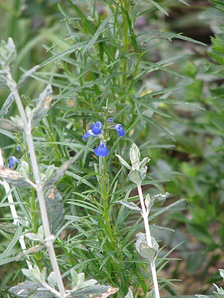 File:Salvia reptans.jpg