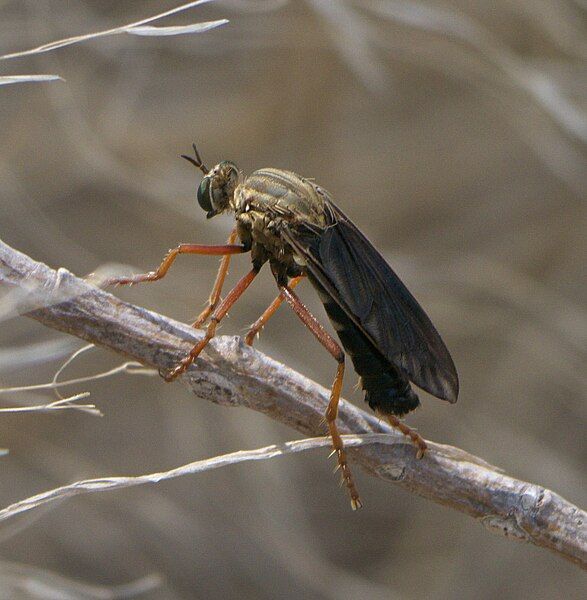 File:Saropogon pritchardi P1210602a.jpg