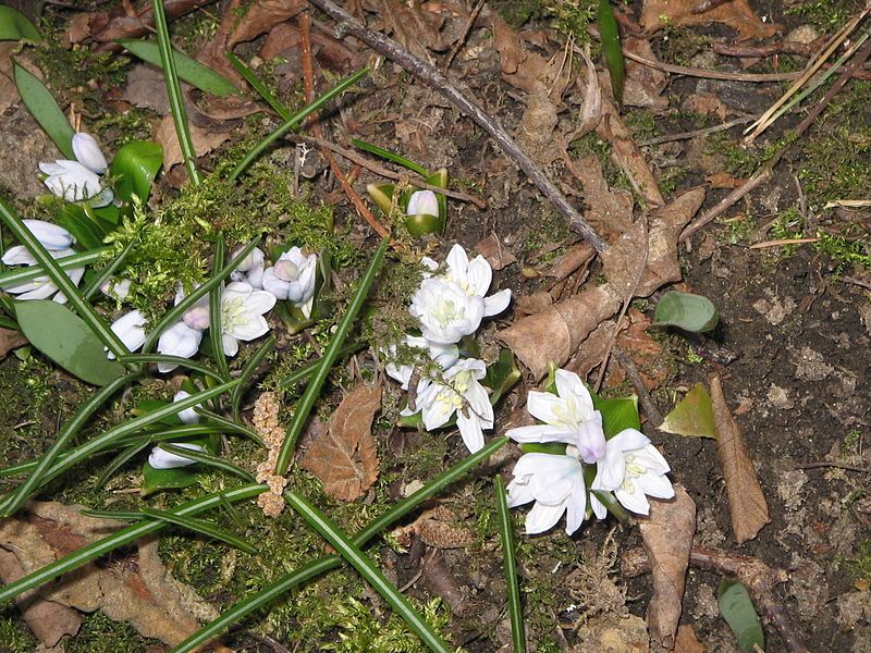 File:Scilla mischtschenkoana opening2.jpg