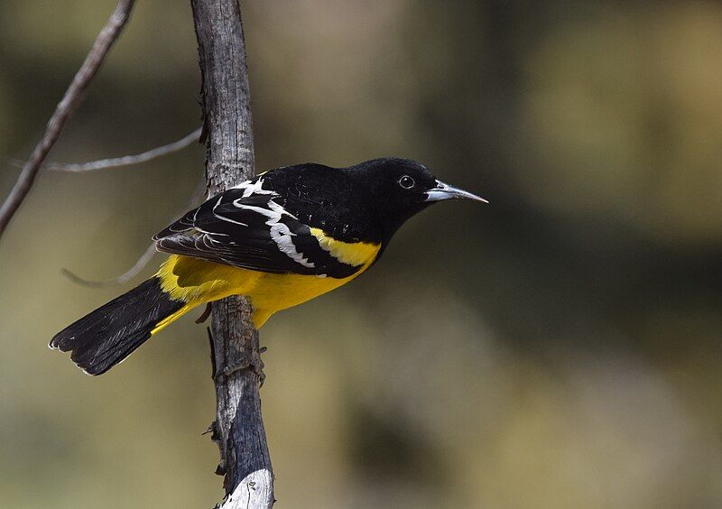 File:Scott's Oriole (33206326043).jpg