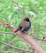 Small black bird