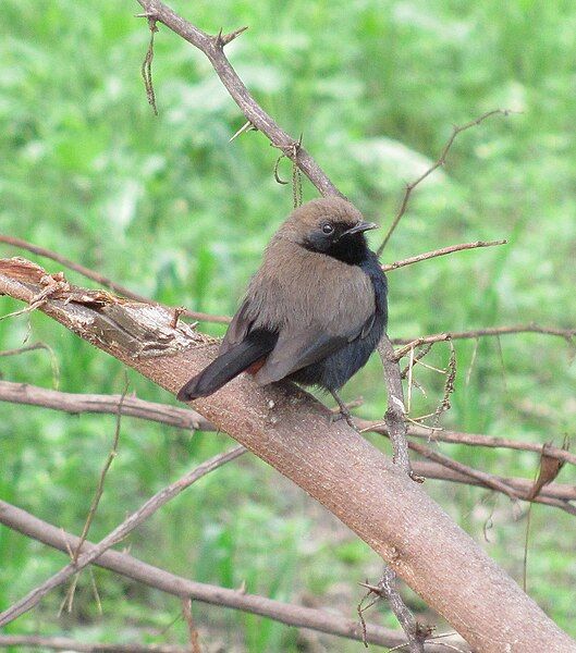 File:Small black bird.jpg