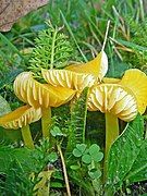 Hygrocybe chlorophana