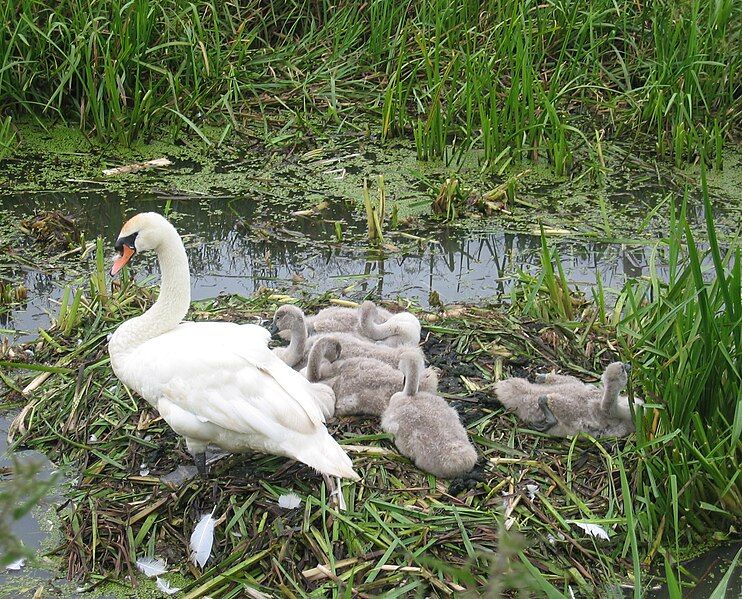 File:SwanAndcygnets.jpg