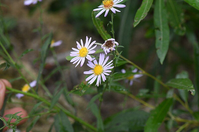 File:Symphyotrichum greatae 324665136.jpg