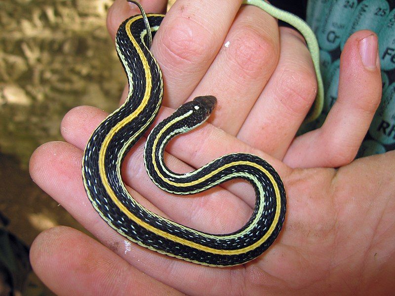 File:Thamnophis proximus.jpg