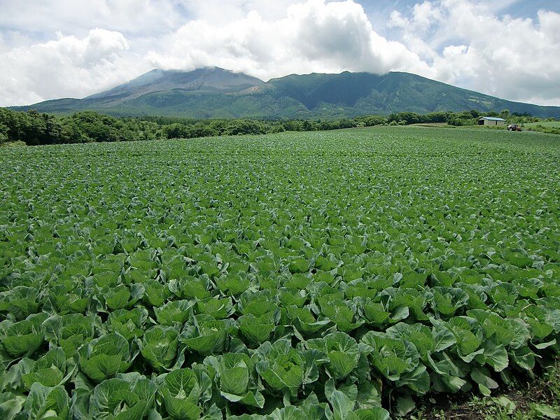 File:Tsumagoi Cabbage&Asamayama.JPG