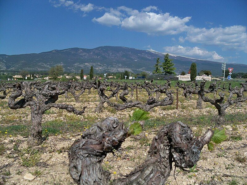 File:Vignes du Ventoux.JPG