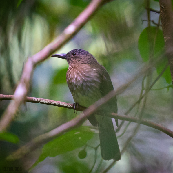 File:Visayan Bulbul.png