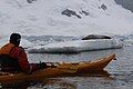 Kayaker watches seal in Waddington Bay