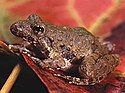 A photograph providing a side view of a frog facing left and standing on a plane that is inclined such that the frog's head is more elevated than its rear