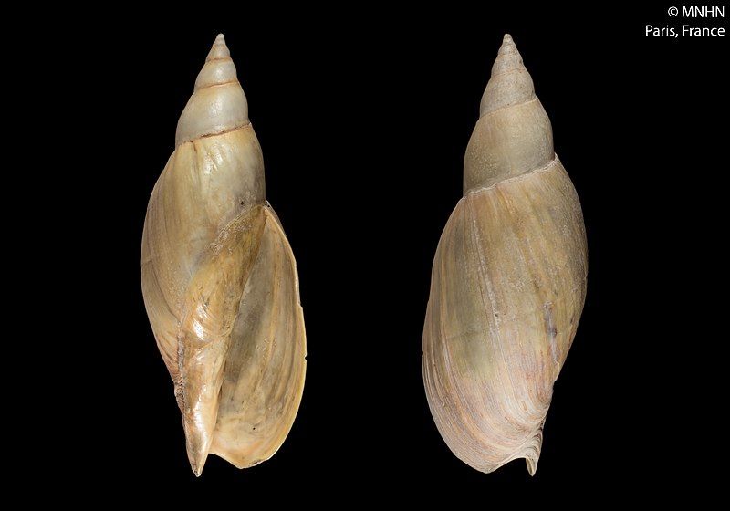 File:Adelomelon ancilla (MNHN-IM-2000-333).jpeg