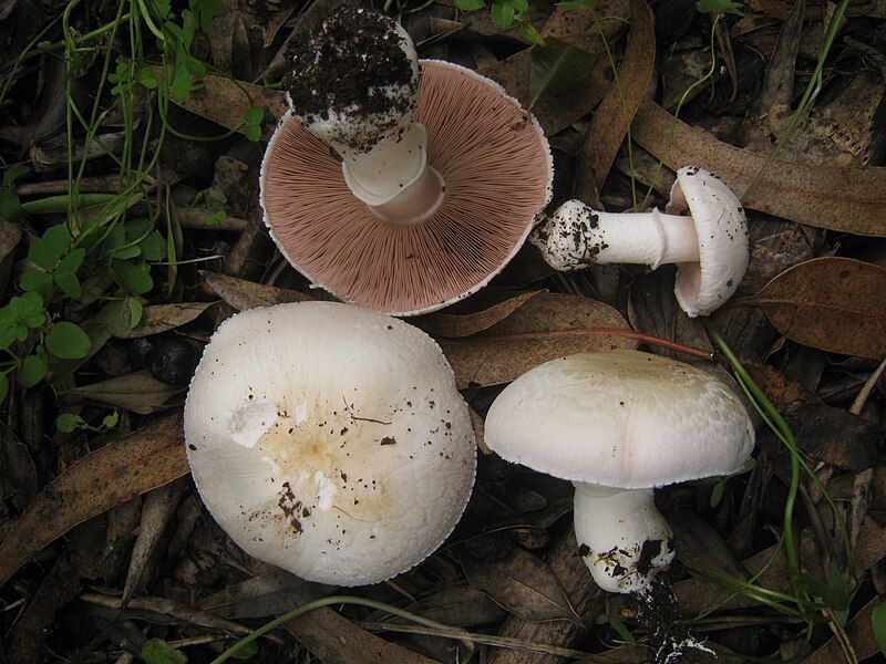 File:Agaricus bresadolanus 393849.jpg