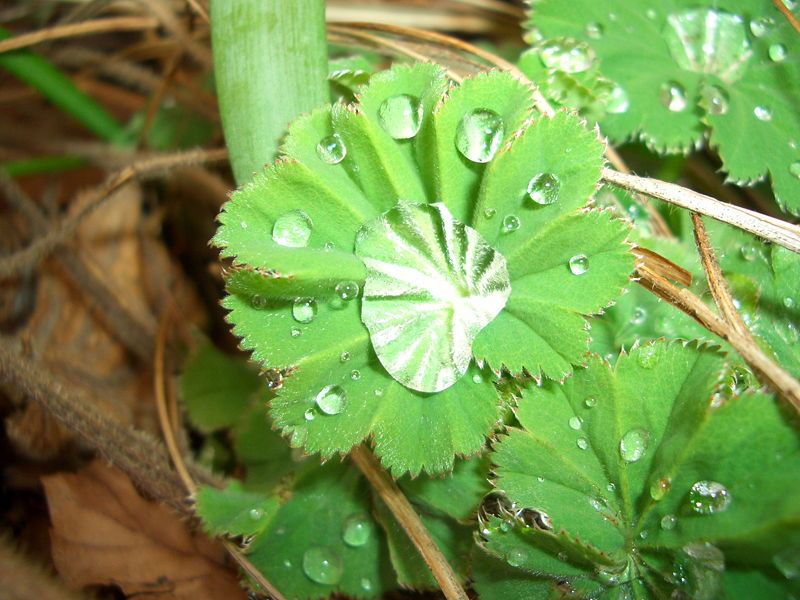 File:Alchemilla.jpg