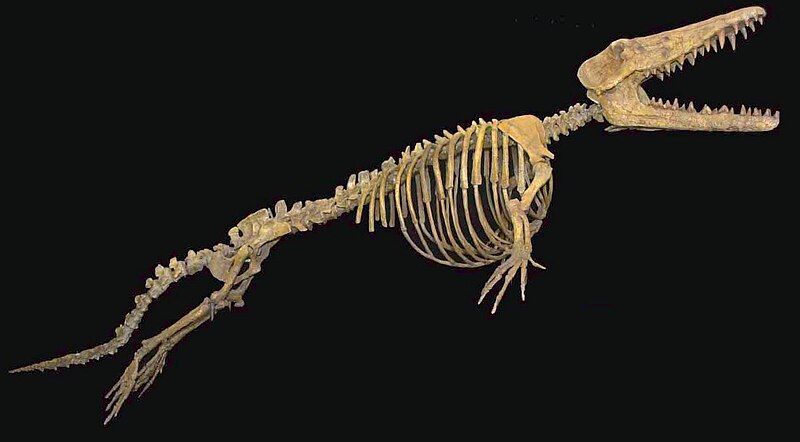 File:Ambulocetus skeleton.jpg