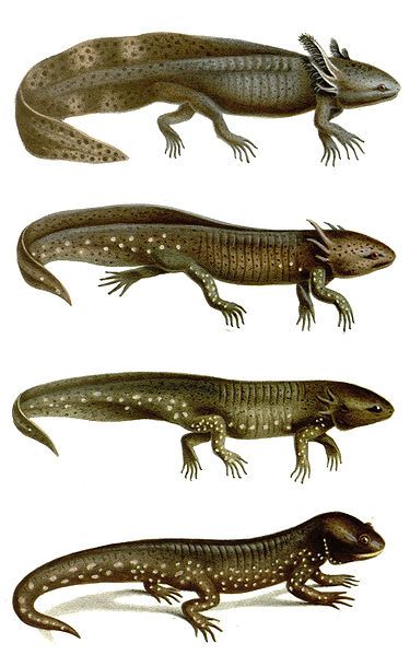 File:Ambystoma mavortium.jpg