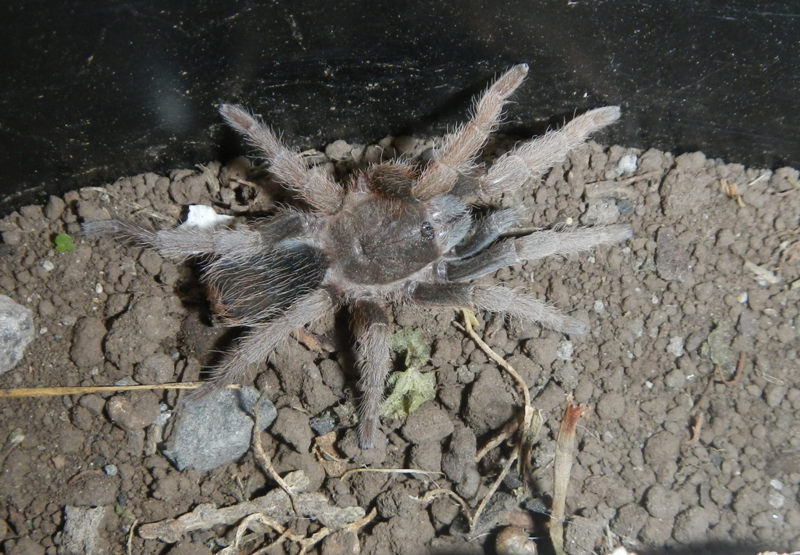 File:Aphonopelma belindae.png