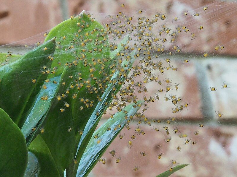 File:Araneus diadematus spiderlings.jpg