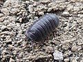 Armadillidium depressum