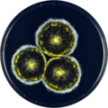 Aspergillus halophilicus growing on YES plate